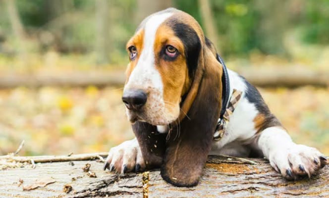 Basset Hound puppy playing in the woods. 
