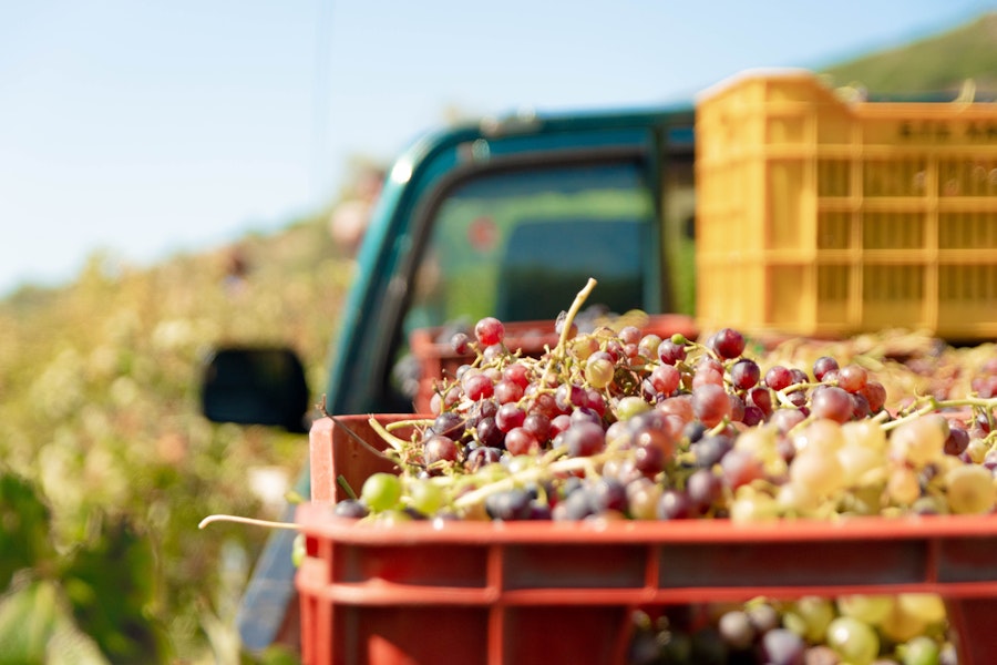 Grapes loaded in the back of a truck