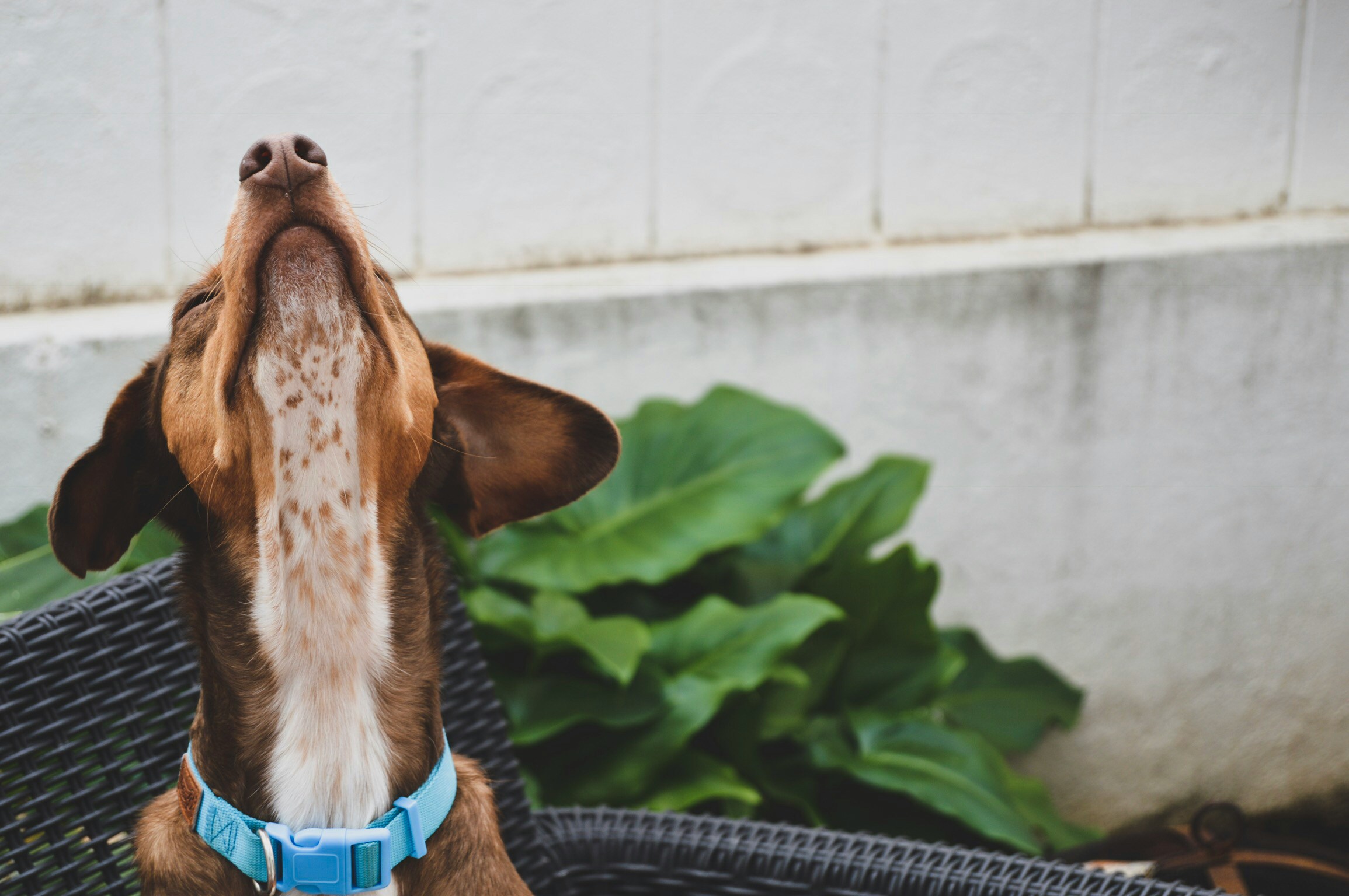hound with his snout up near outdoor plant