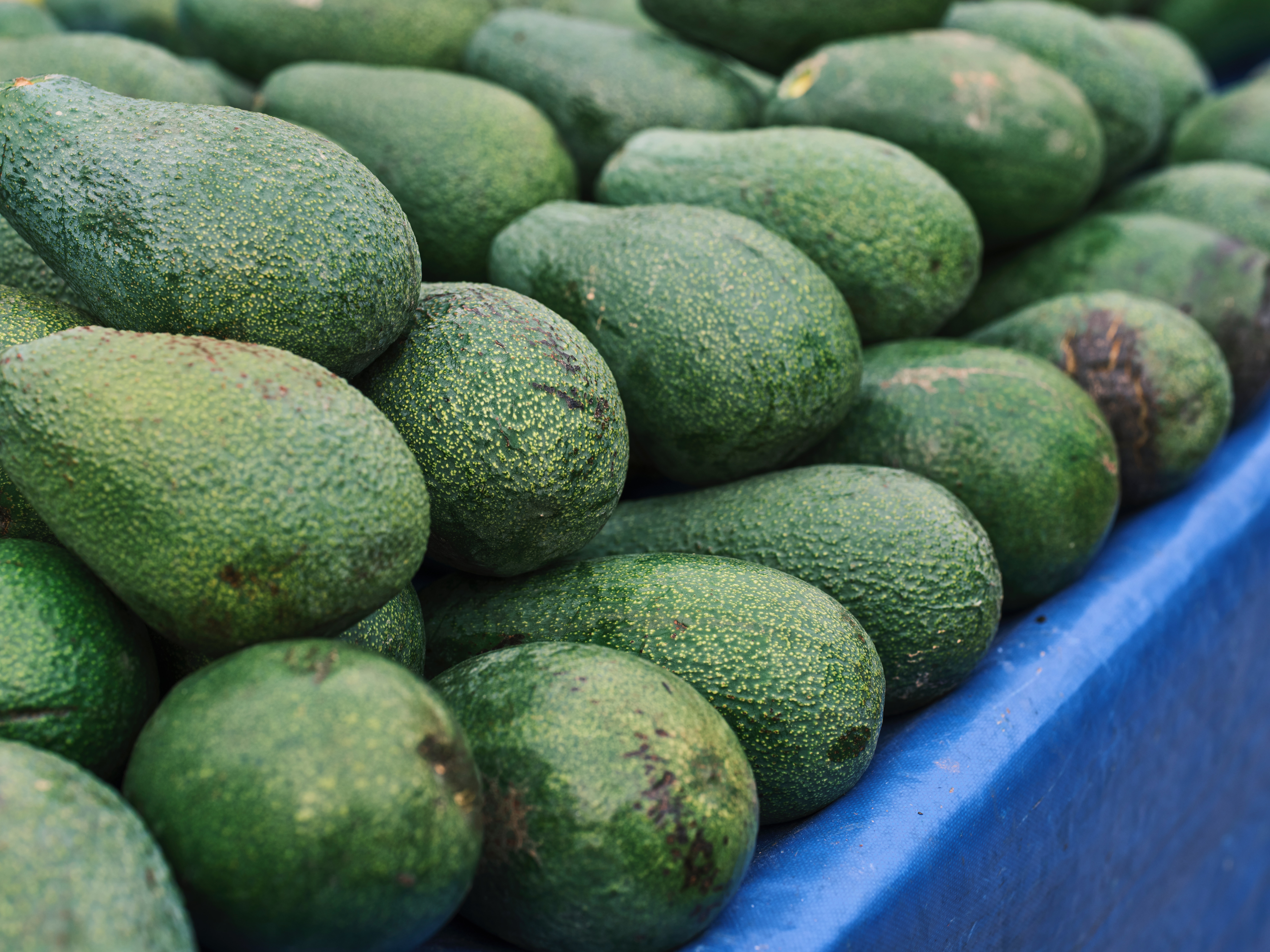 Your Wholesale Retail Guide to Hass Avocados