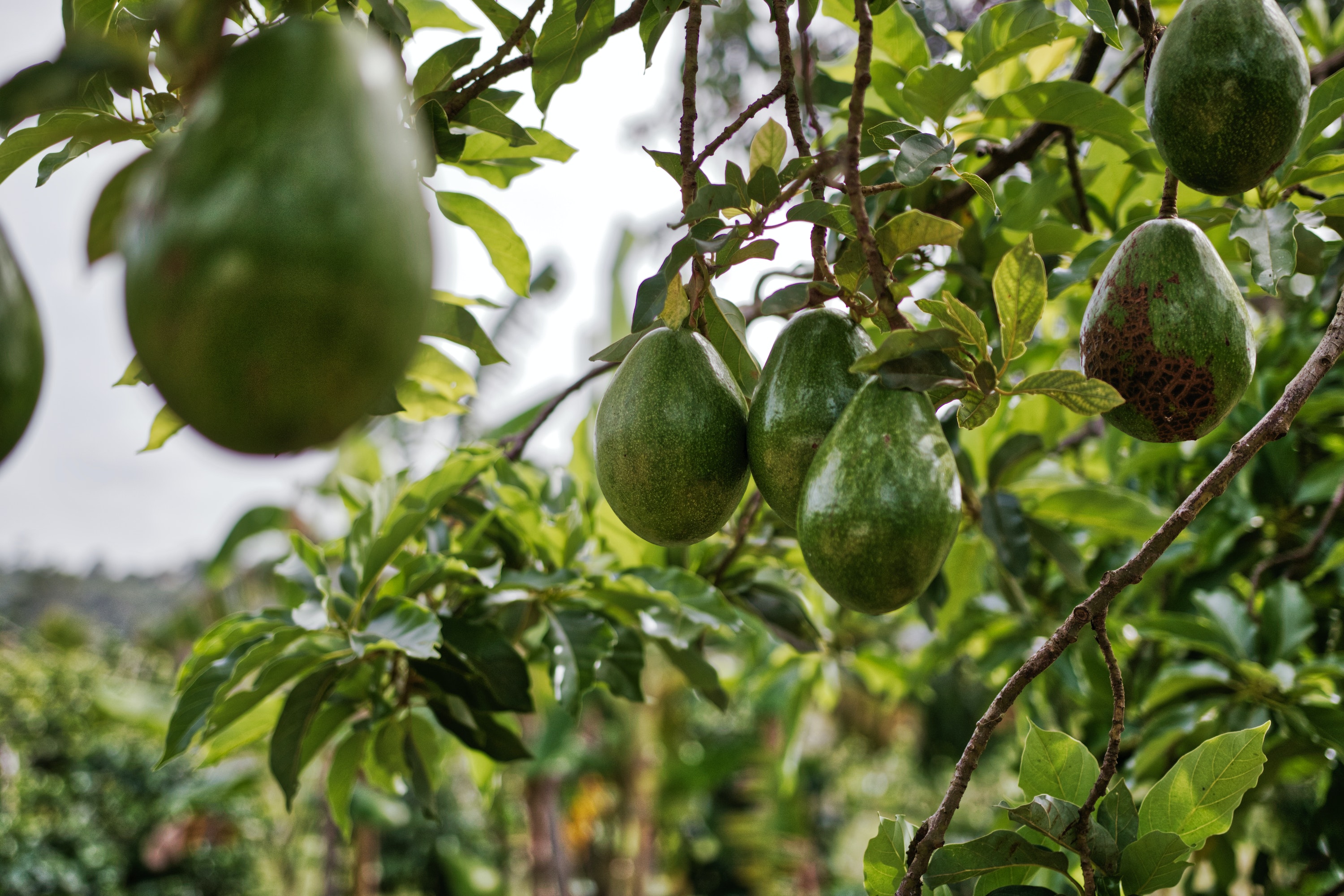 What to Know About Avocado Season in the U.S