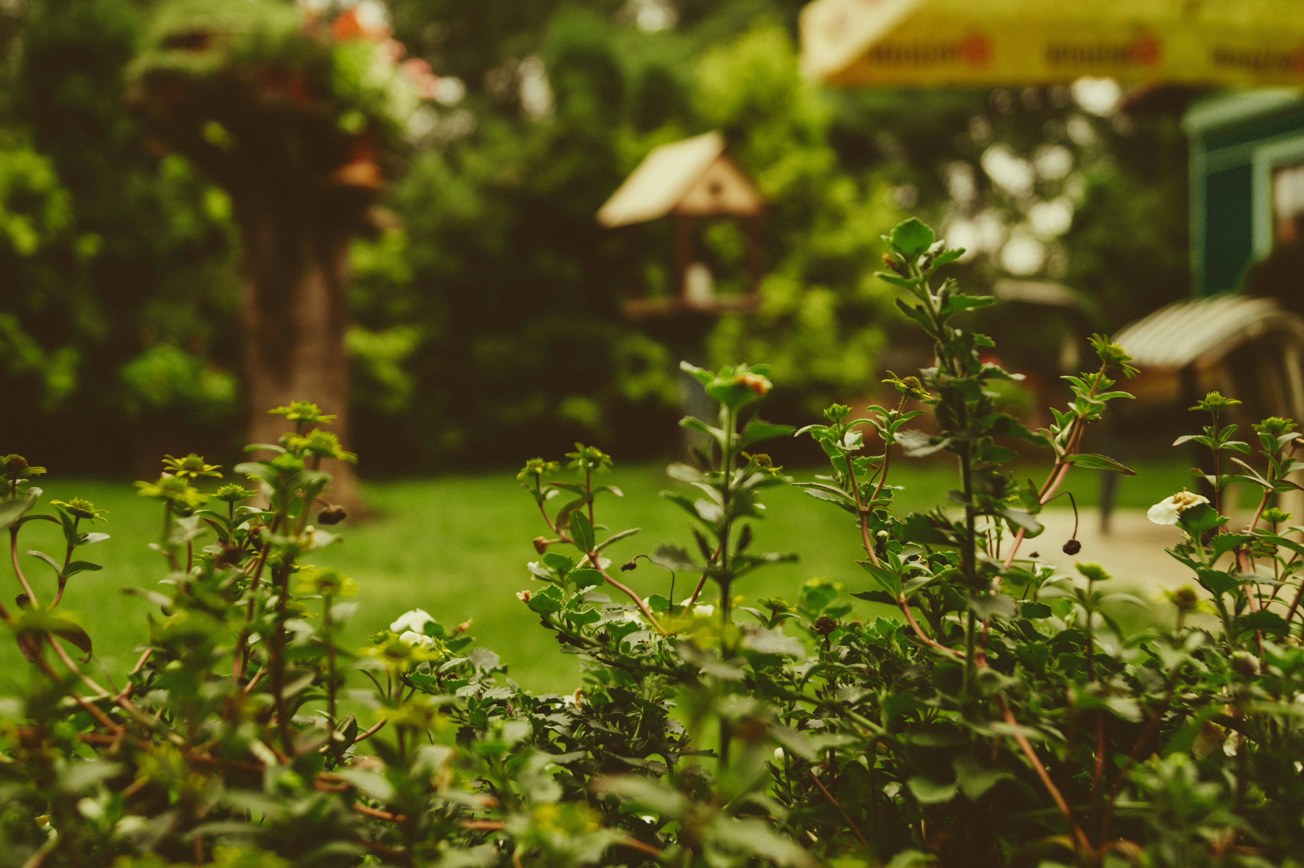 lush green garden in a rural back yard