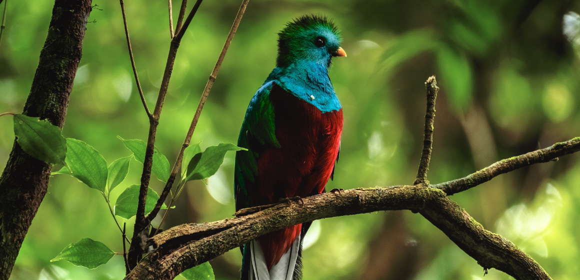 Resplendant-quetzal-in-the-Monteverde-area-of-Costa-Rica---The-Holiday-People.png