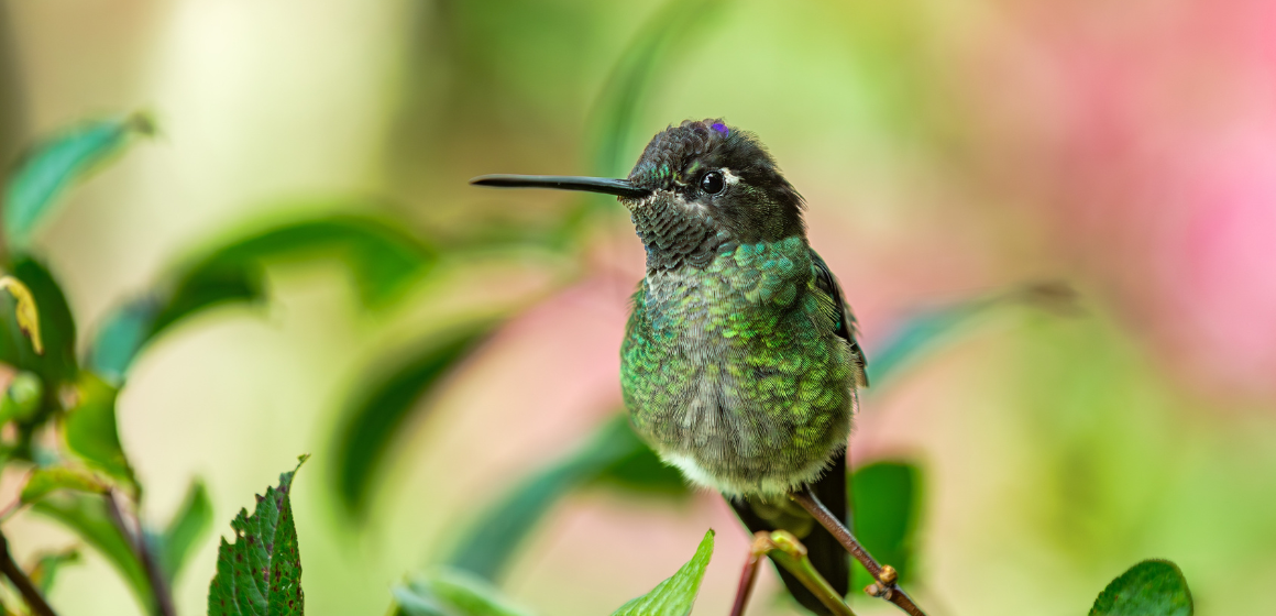 Talamanca-hummingbird-in-San-Gerardo-de-Dota-Costa-Rica---The-Holiday-People.png