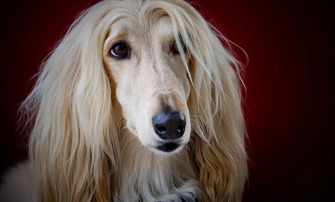 A white long haired Afghan Hound studio shot 