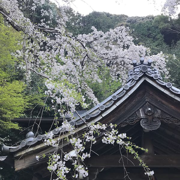 Cherry Blossoms and Zen Garden Immersion's main gallery image