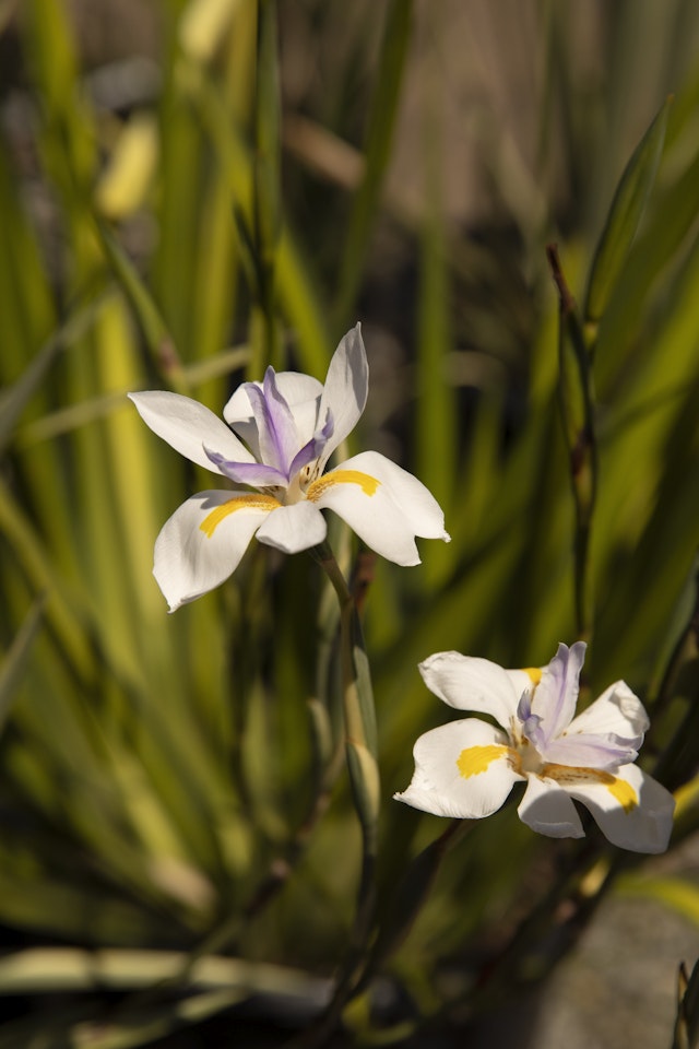 African Iris