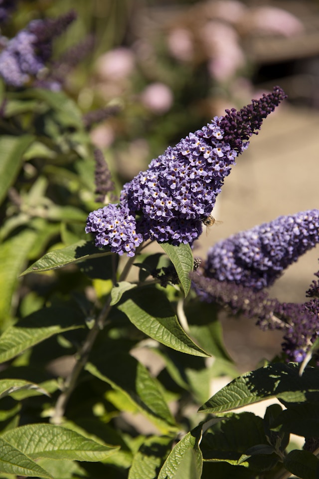 Dwarf Butterfly Bush