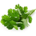 Cilantro