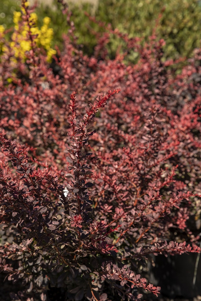 Rosy Glow Barberry