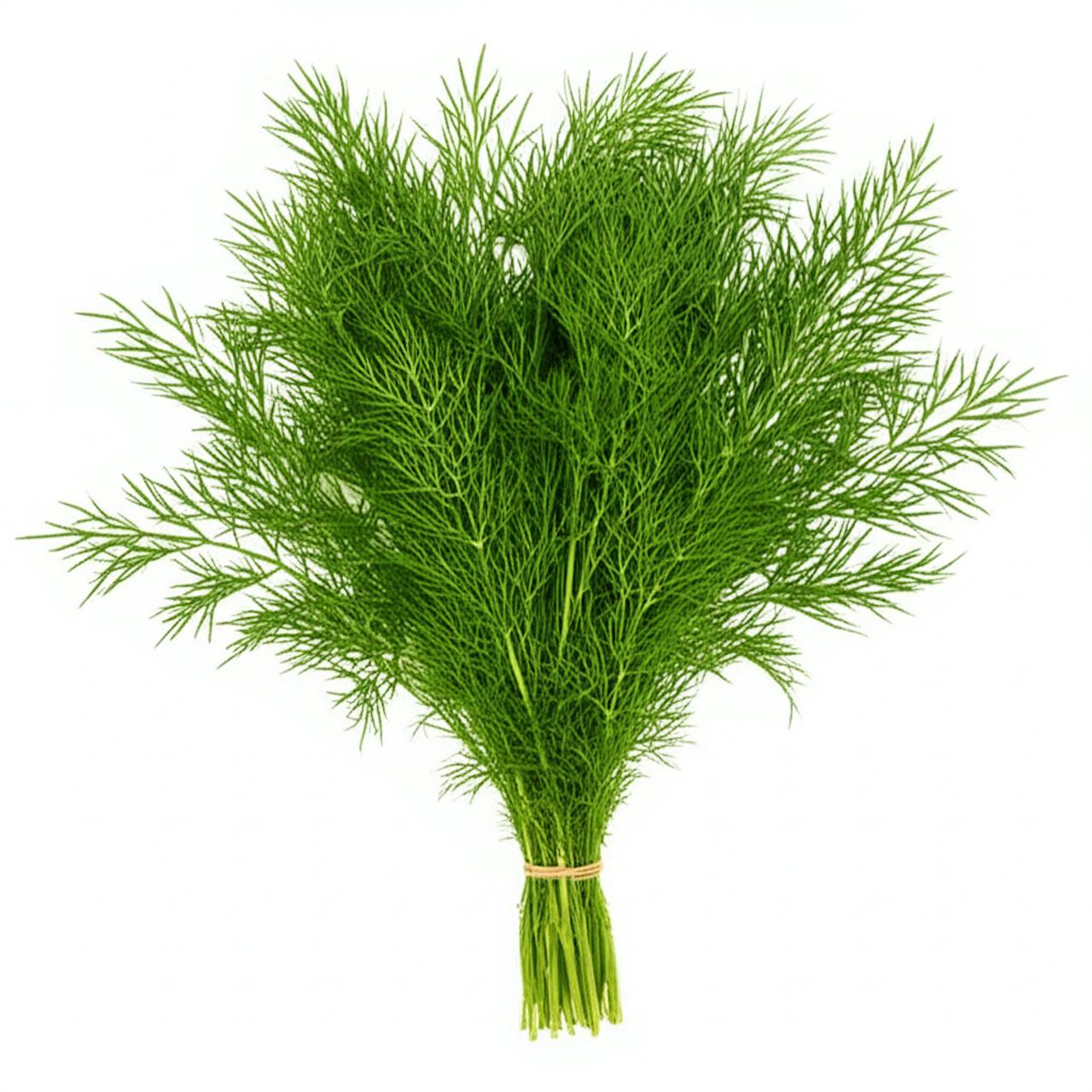 Dill