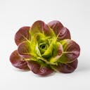Red Butter Lettuce