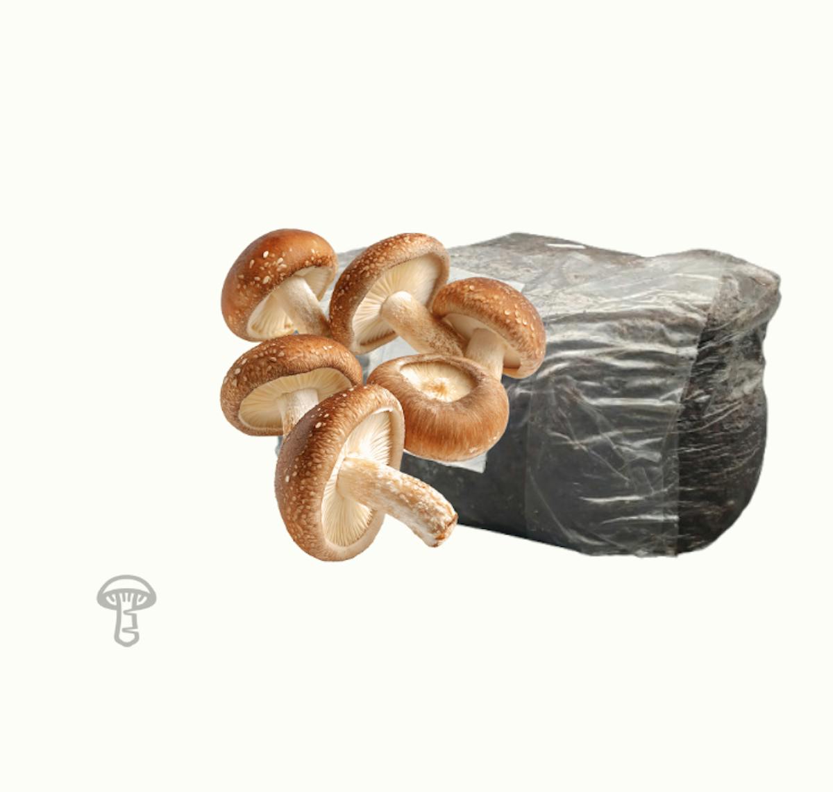 Shiitake Fruiting Block (10 lb)
