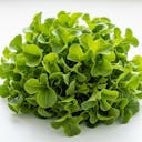 Green Oakleaf Lettuce