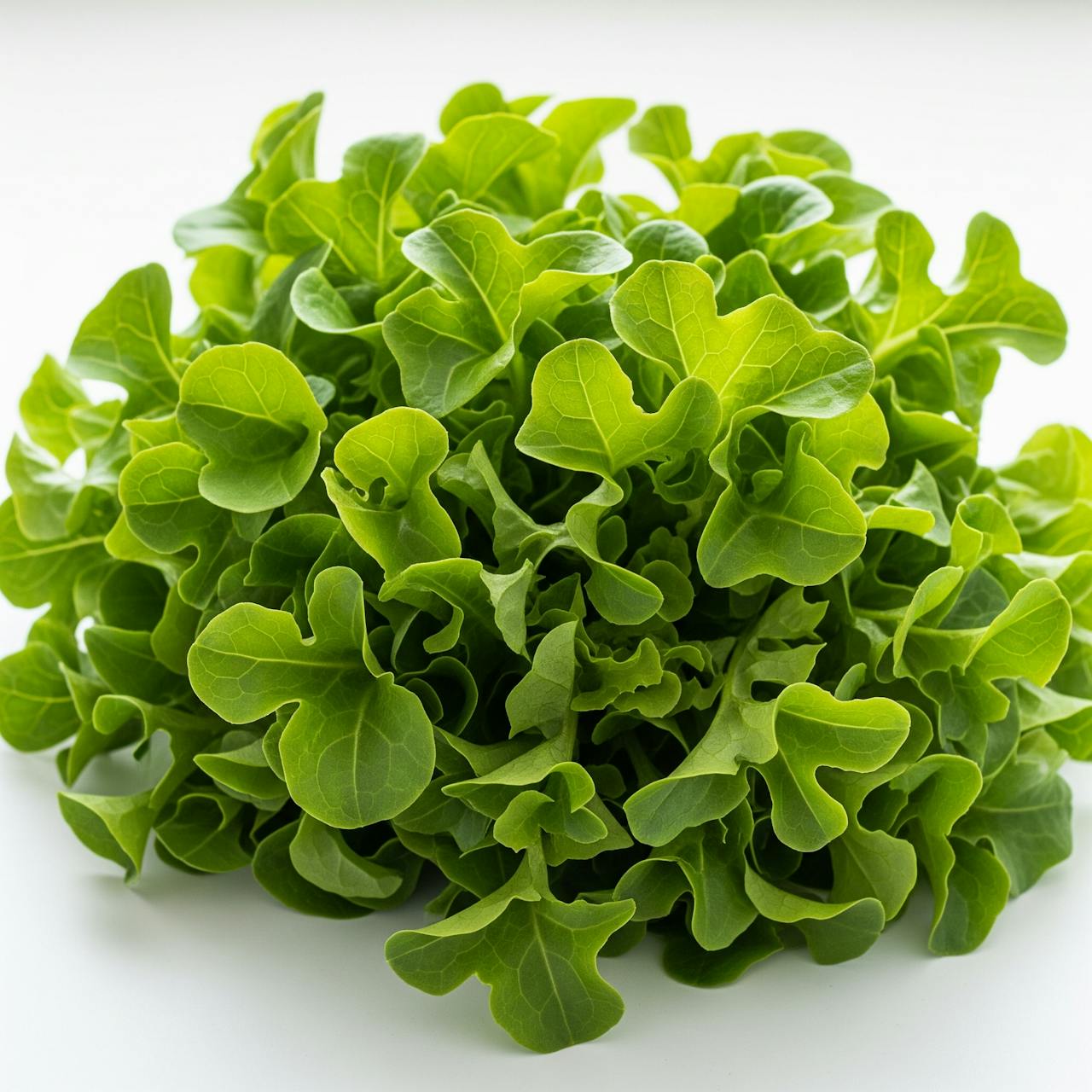 Green Oakleaf Lettuce