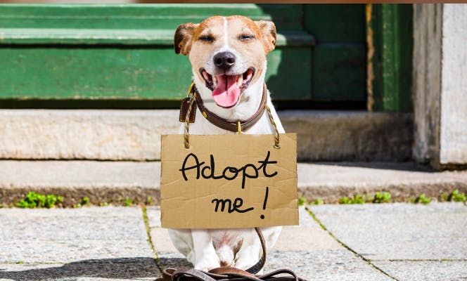 Smiling puppy with an "adopt me!" sign. 