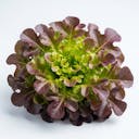 Red Oakleaf Lettuce