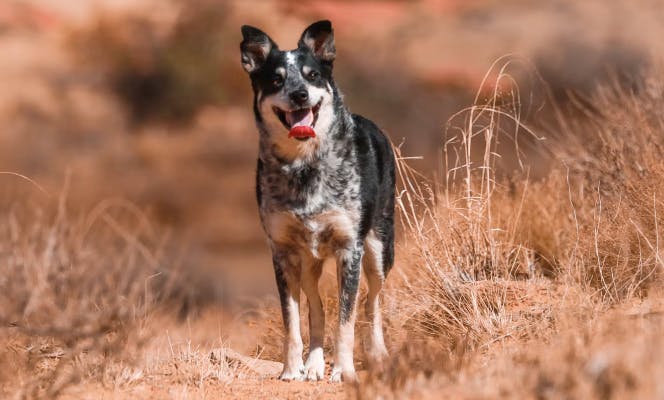 Australian Cattle Dog with its tongue out in the desert. 