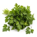 Italian Giant Parsley