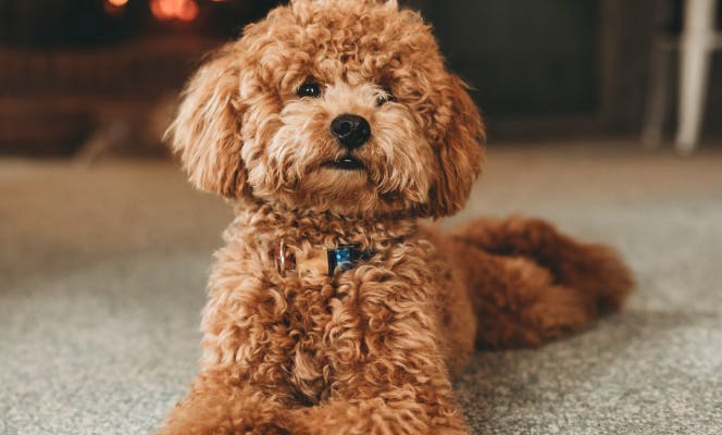 Lovely red toy poodle puppy laying on the ground. 