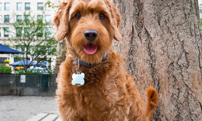 Mini Goldendoodle puppy with its tongue out sitting on a bench near a tree.