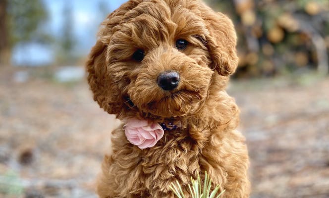 Fluffy Mini Labradoodle puppy with a rose in its collar.