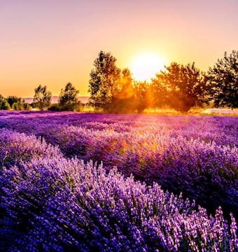 Cycle Provence - 8 Days