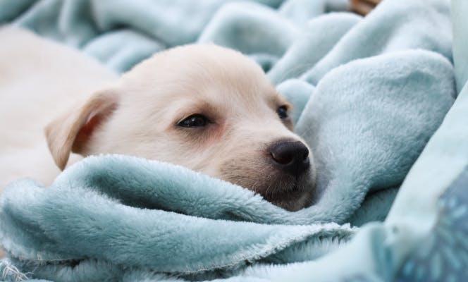 Small whit puppy sleepy and calm laying on a soft blue blanket. 