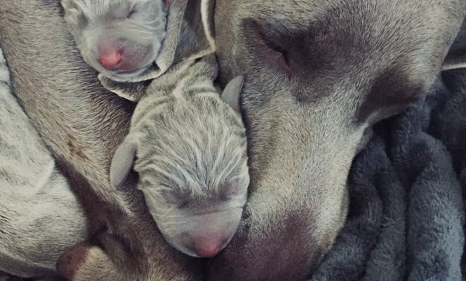 Weimaraner mother snuggling her new born puppies. 