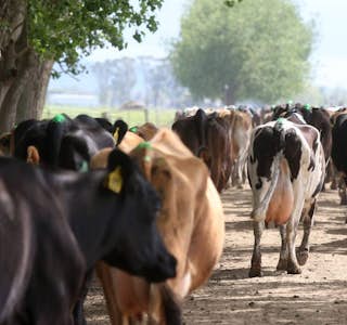 New Zealand, My Life on a Modern Dairy Farm's gallery image