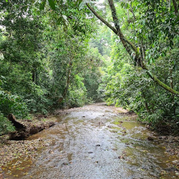 Plants of the Rainforest's main gallery image