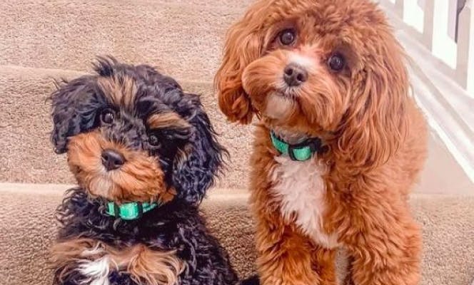 Two small doodle dogs with different coloring to the left a smaller black and brown coat to the right brown with white patches