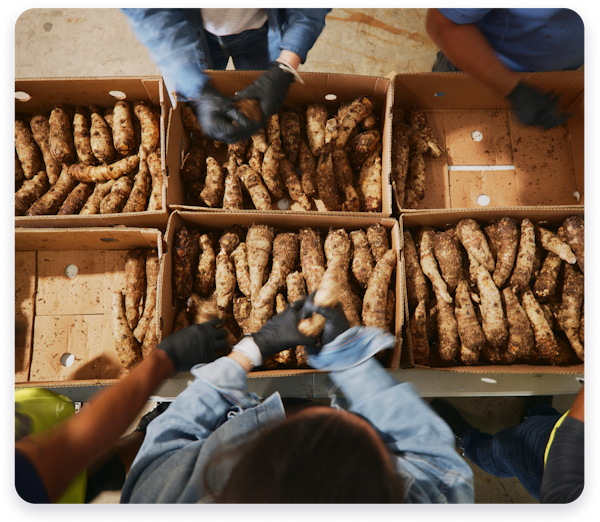 Hands packing vegetables