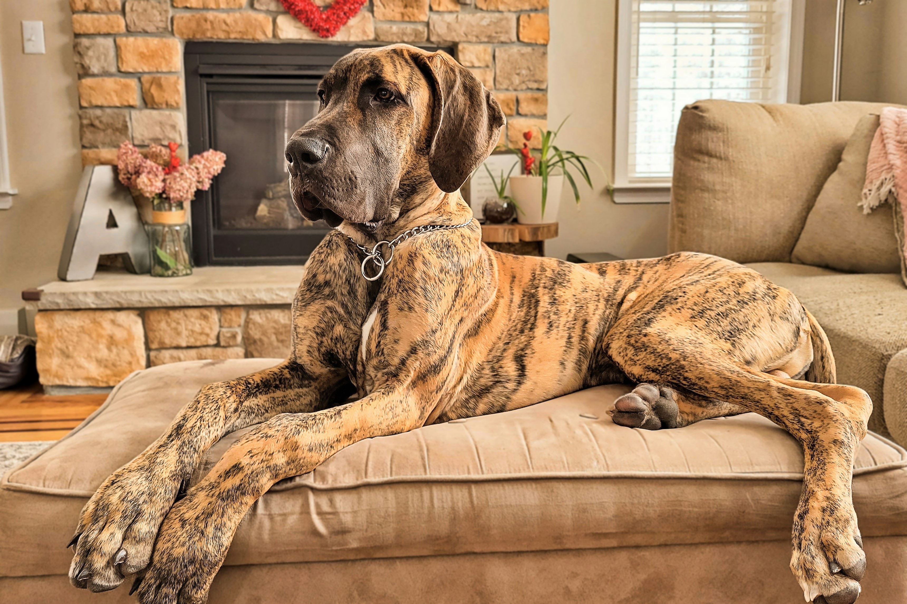 great dane sitting on a couch indoors