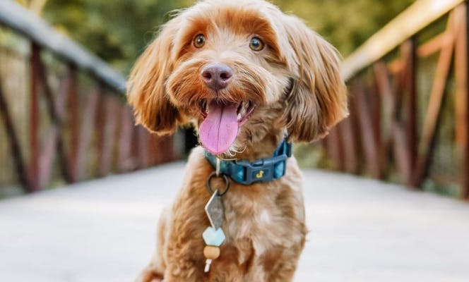 Happy Cavadoodle puppy with its tongue out sitting on a bridge. 
