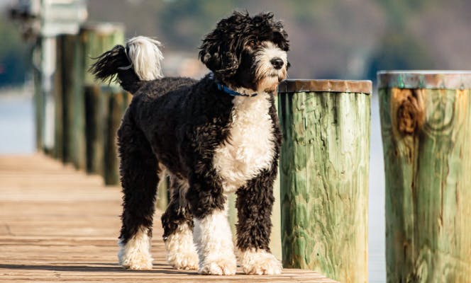 Black and white Portuguese Water Dog in a pier.