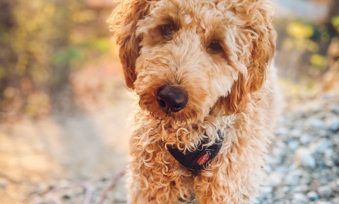 Golden brown Poodle looking into camera.