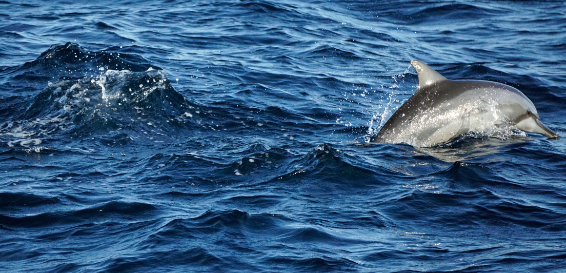 A-dolphin-off-the-coast-of-Sri-Lanka---The-Holiday-People.png