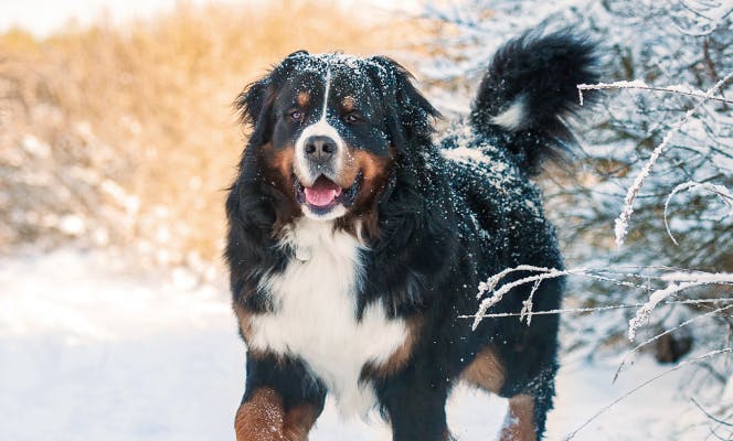 Bernese Mountain Dog taking a stroll on the snow. 
