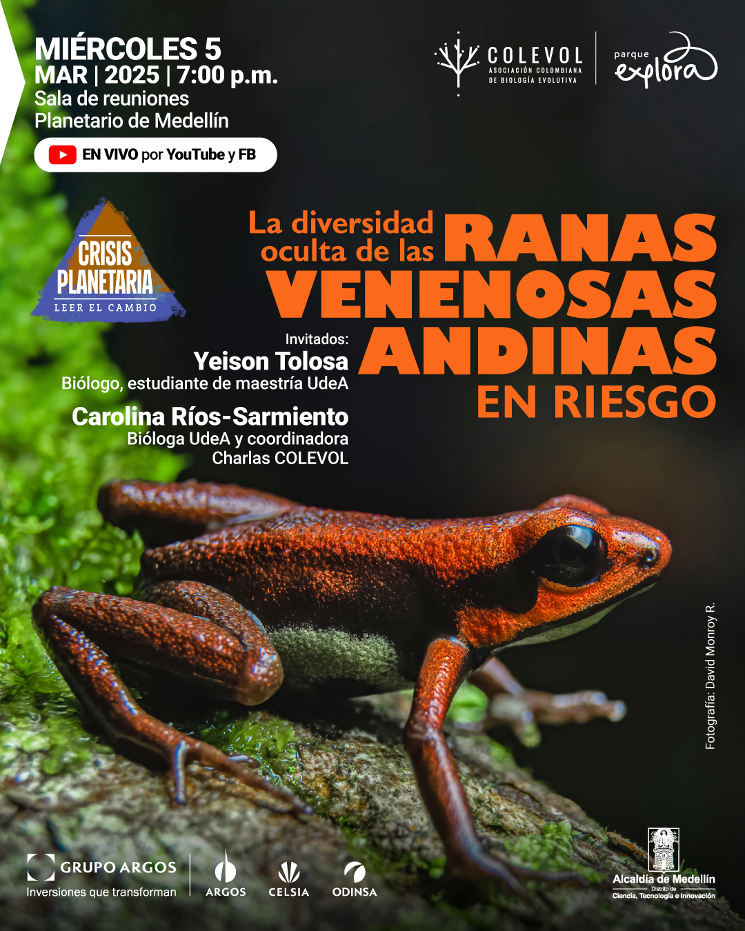 Fotografía. Una rana de colores vibrantes, con cuerpo negro y tonos rojizos en la parte superior, se encuentra sobre un tronco cubierto de musgo. Su piel es brillante y sus patas largas y delgadas se apoyan en la superficie húmeda. En la parte superior de la imagen, hay un texto que dice: «Miércoles cinco de marzo de dos mil veinticinco a las siete de la noche. Sala de reuniones Planetario de Medellín. En vivo por YouTube y Facebook». A un lado, dentro de un triángulo, un texto dice: «Crisis planetaria. Leer el cambio». En el centro, hay un título que dice: «La diversidad oculta de las ranas venenosas andinas en riesgo». Debajo, los nombres de los invitados: «Yeison Tolosa, biólogo, estudiante de maestría Universidad de Antioquia. Carolina Ríos-Sarmiento, bióloga Universidad de Antioquia y coordinadora Charlas Colevol». En el costado derecho, un texto pequeño indica: «Fotografía: David Monroy R.».