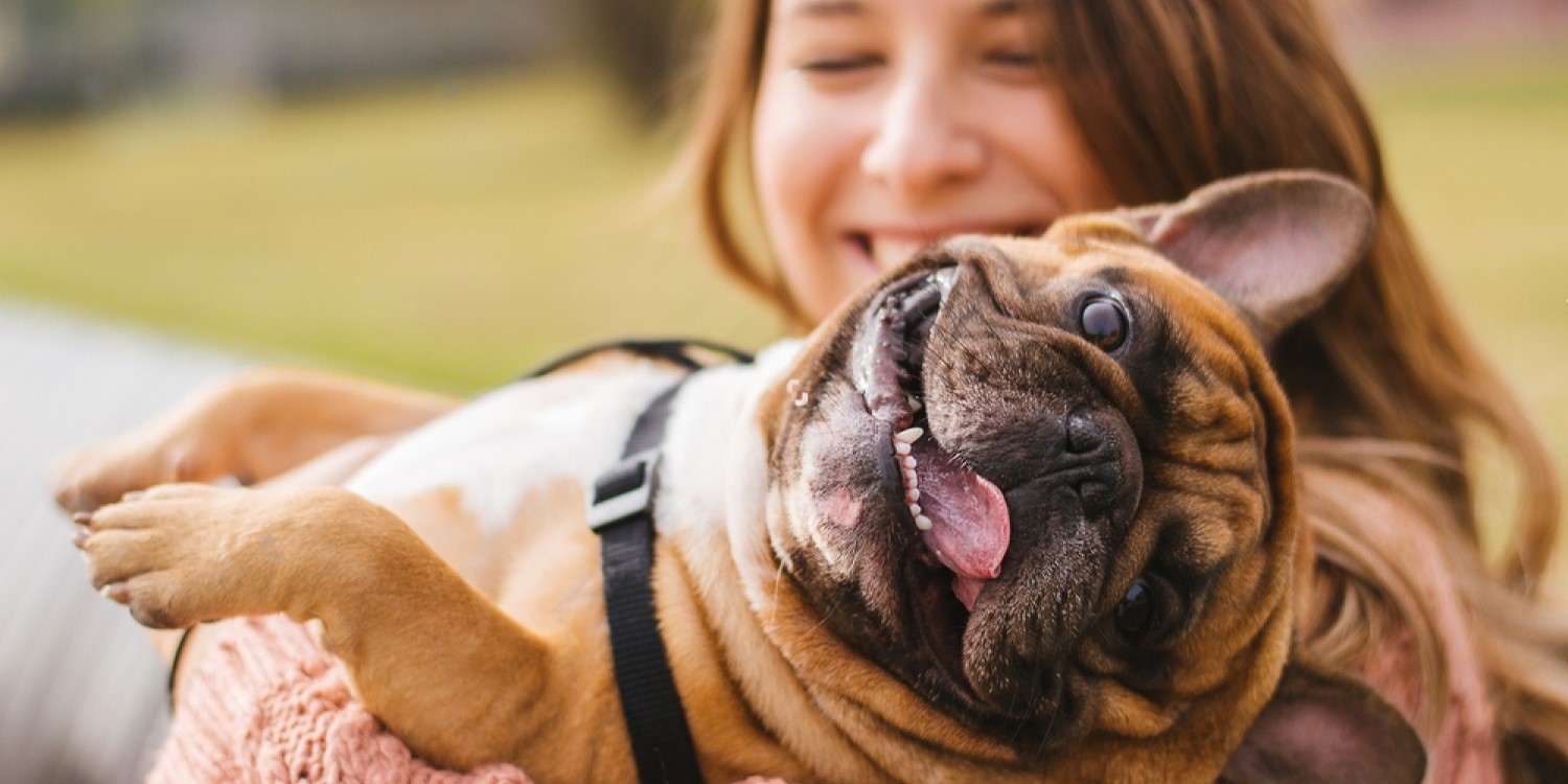 french bulldog cuddling