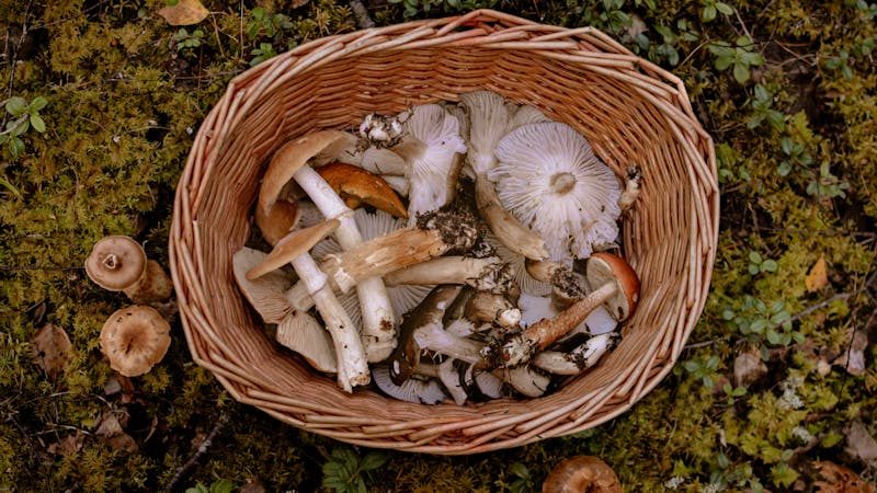 NTMA Mushroom Foraging Event in Emory, Tx