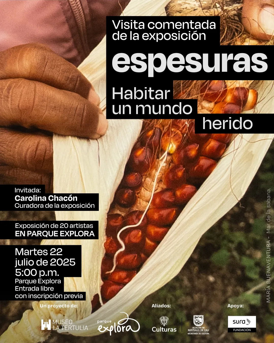 Ilustración. En primer plano, una mano sostiene una mazorca de maíz morado parcialmente deshojada. En el centro, sobre un recuadro negro, se lee: "Visita comentada de la exposición espesuras. Habitar un mundo herido". Más abajo, en otro recuadro negro, aparece: "Invitada: Carolina Chacón, curadora de la exposición. Exposición de 20 artistas en Parque Explora". Luego, se indica: "Martes 22 de julio de 2025, cinco de la tarde. Parque Explora. Entrada libre con inscripción previa". En la parte inferior, se informa: "Un proyecto de: Museo La Tertulia, Parque Explora". A la derecha, bajo el título "Aliados:", aparecen los logotipos de Culturas y Alcaldía de Santiago de Cali Secretaría de Cultura. Más a la derecha, bajo "Apoya:", el logotipo de Fundación Sura. En orientación vertical, se lee: "María Buenaventura – Mar de la sabana".