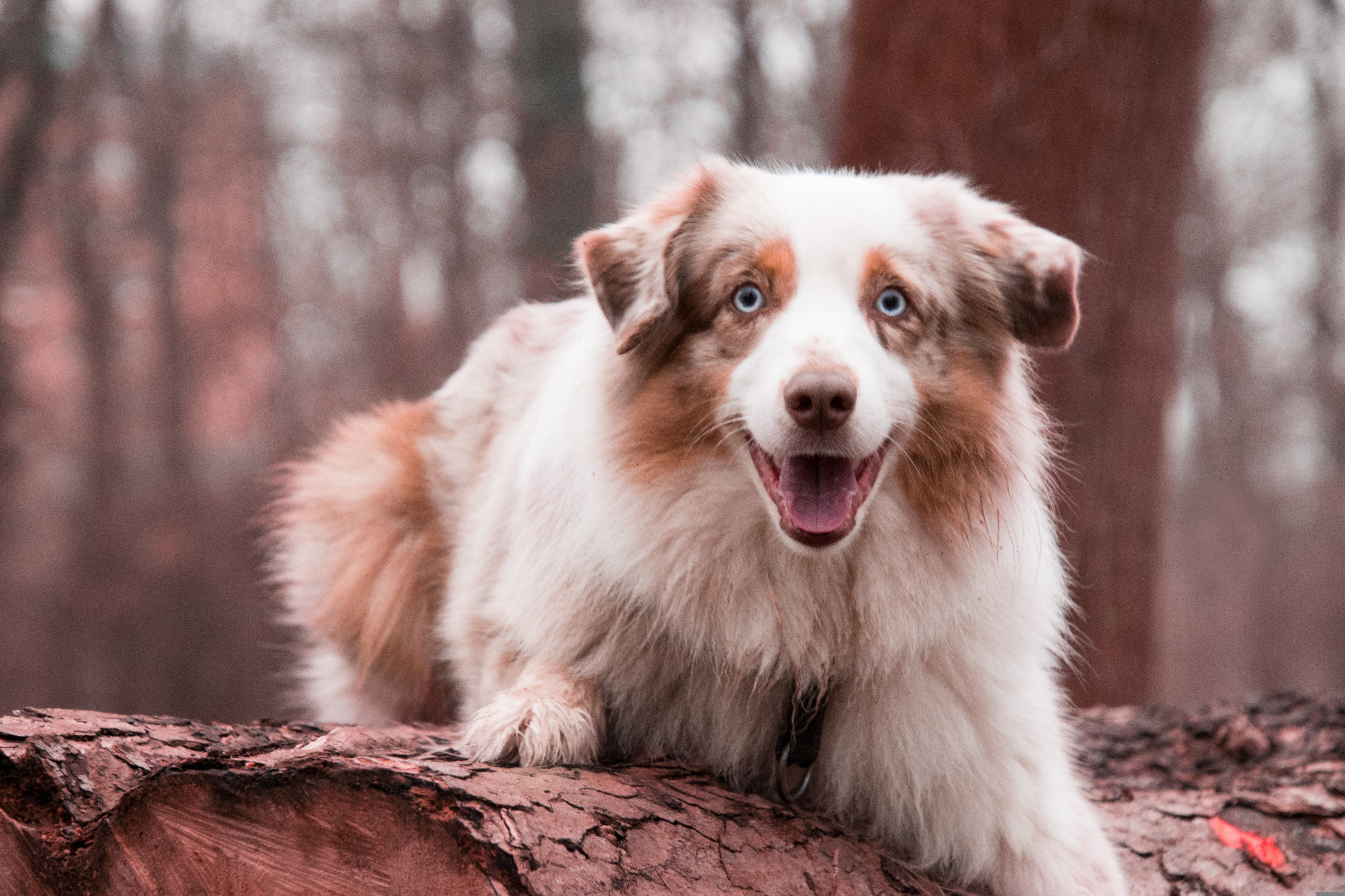 white and sable australian shepherd sitting on tree bark with mouth open