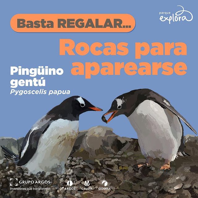 pinguino-gentu-rocas-como-regalos.jpg