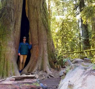 Ancient Forest: Walking Among 800 Year Old Trees's gallery image