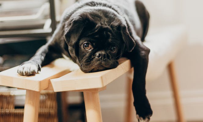 Black Pug laying on a bench. 