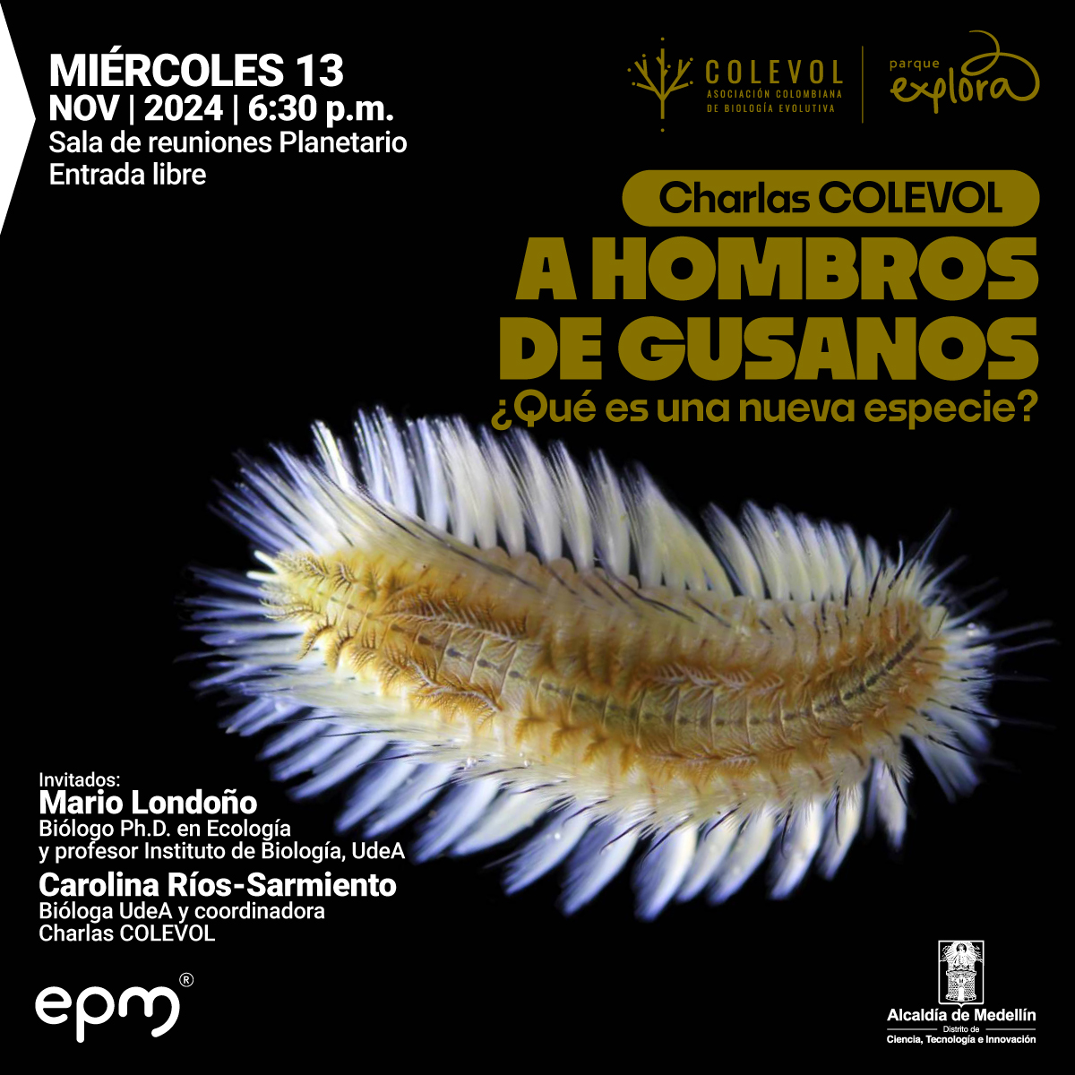Fotografía. Imagen promocional de una charla titulada "A Hombros de Gusanos: ¿Qué es una nueva especie?", organizada por la Asociación Colombiana de Biología Evolutiva (COLEVOL) y el Parque Explora. El evento se llevará a cabo el miércoles 13 de noviembre de 2024 a las 6:30 p.m. en la sala de reuniones del Planetario, con entrada libre. En la esquina superior derecha aparecen los logotipos de COLEVOL y Parque Explora. En el centro de la imagen, el texto principal en color amarillo dice "Charlas COLEVOL - A Hombros de Gusanos - ¿Qué es una nueva especie?". En la parte inferior izquierda se listan los invitados: Mario Londoño, biólogo Ph.D. en Ecología y profesor del Instituto de Biología de la Universidad de Antioquia (UdeA), y Carolina Ríos-Sarmiento, bióloga de UdeA y coordinadora de las Charlas COLEVOL. En la esquina inferior izquierda está el logo de EPM, y en la esquina inferior derecha el escudo de la Alcaldía de Medellín. En el centro de la imagen hay una fotografía de un gusano marino con cerdas translúcidas sobre un fondo negro, que resalta sus detalles anatómicos.
