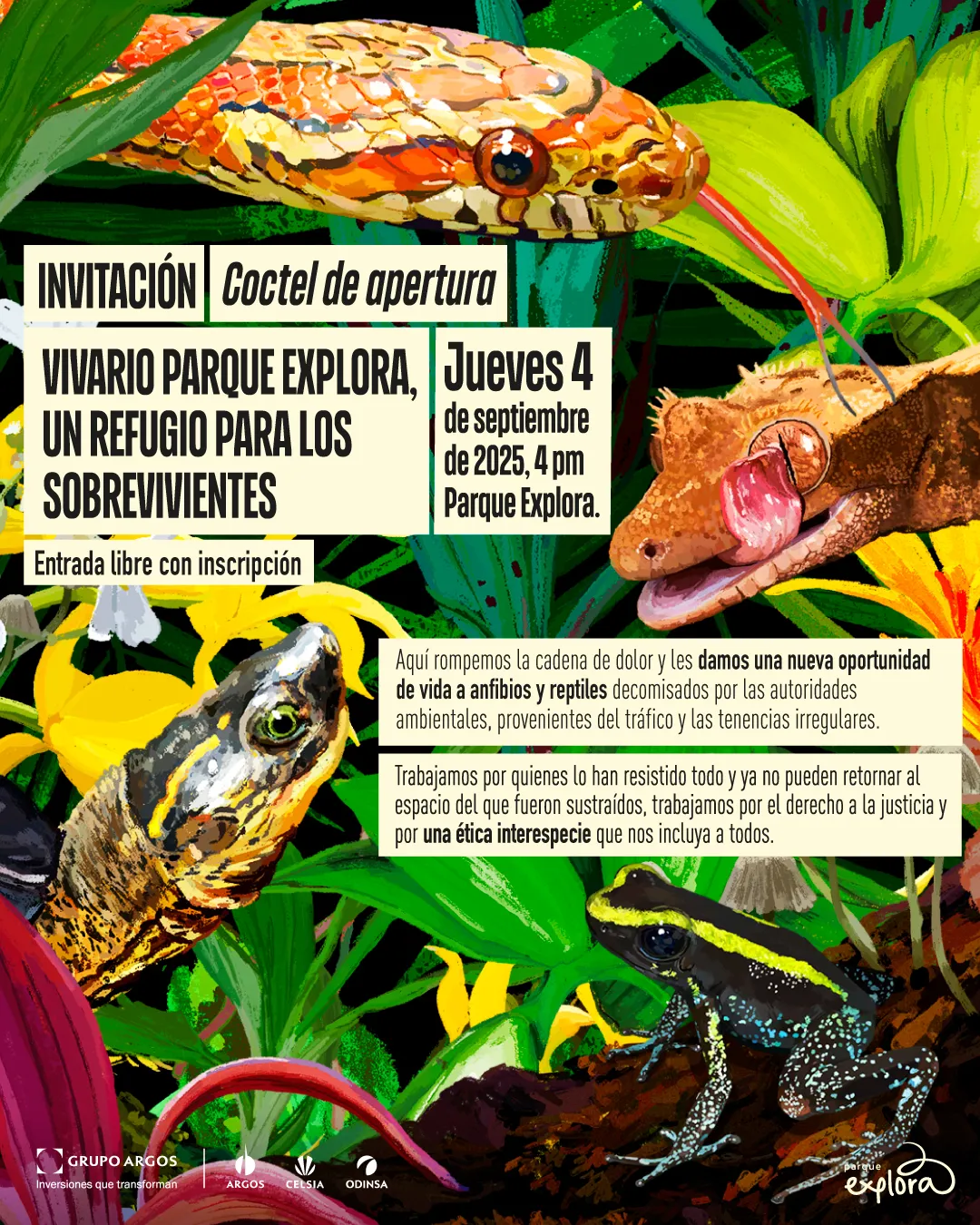 Ilustración. La imagen muestra un entorno selvático con hojas verdes y flores amarillas y rojas, entre las que aparecen varios animales: en la parte superior, una serpiente de colores naranja y amarillo con la lengua afuera; a su lado, un gecko marrón con la lengua extendida; en la parte inferior izquierda, una tortuga con la cabeza erguida; y en la esquina inferior derecha, una rana negra con manchas amarillas y azules. Sobre el fondo, se encuentran varios recuadros de texto que dicen: «Invitación. Coctel de apertura. Vivario Parque Explora, un refugio para los sobrevivientes. Entrada libre con inscripción. Jueves 4 de septiembre de 2025, 4 de la tarde, Parque Explora». Más abajo, otro texto dice: «Aquí rompemos la cadena de dolor y les damos una nueva oportunidad de vida a anfibios y reptiles decomisados por las autoridades ambientales, provenientes del tráfico y las tenencias irregulares. Trabajamos por quienes lo han resistido todo y ya no pueden retornar al espacio del que fueron sustraídos, trabajamos por el derecho a la justicia y por una ética interespecie que nos incluya a todos».