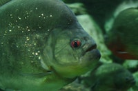 Piraña